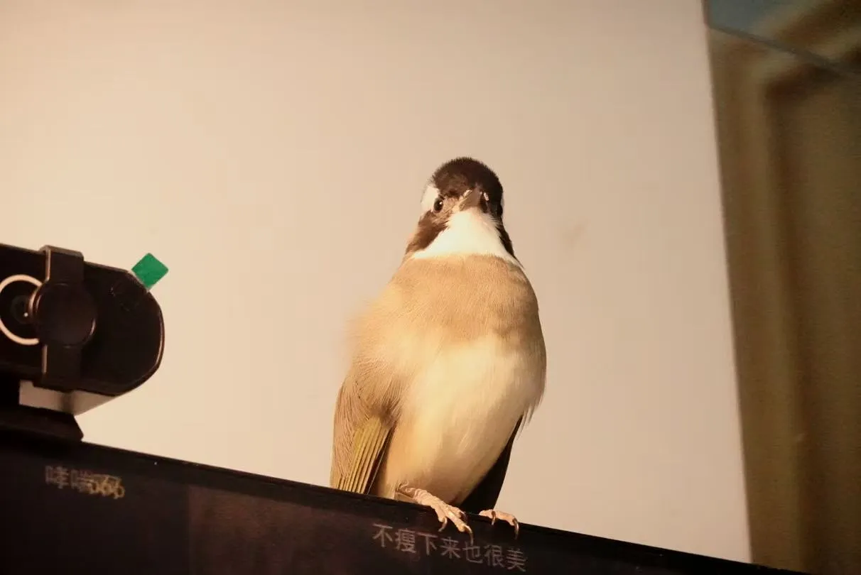 小白头鹎使用指南